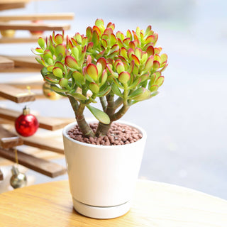6 inch White Ceramic Pot with Saucer - Pots for Indoor Plant