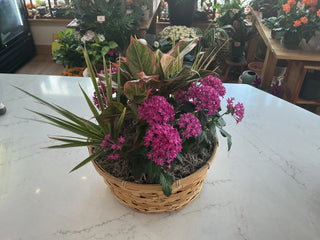 14” wicker dish garden