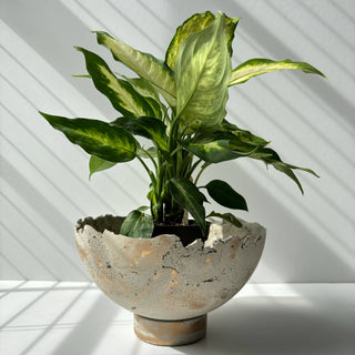 Half Moon Bowl Pot 7" | Decorative Bowl | Rough Concret Bowl: With hole