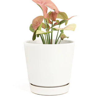 6 inch White Ceramic Pot with Saucer - Pots for Indoor Plant
