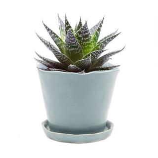 Tika Ceramic Pots and Planters