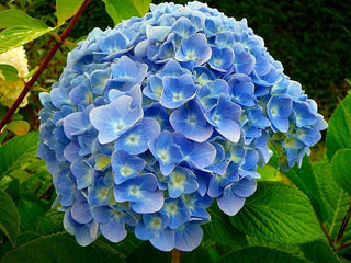 Hydrangea - 6” plant