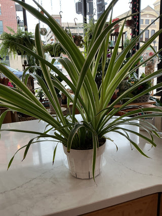 Spider - 6” plant