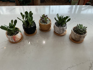 Succulent 3.5” Pot