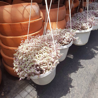 Callisia repens f. variegata 'Pink Lady' Plant 2/4/6 inch: 4 inch