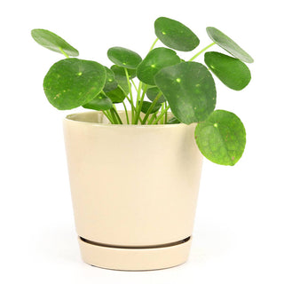 6 inch Oatmeal Pot with Drainage Hole - Pot for Houseplants
