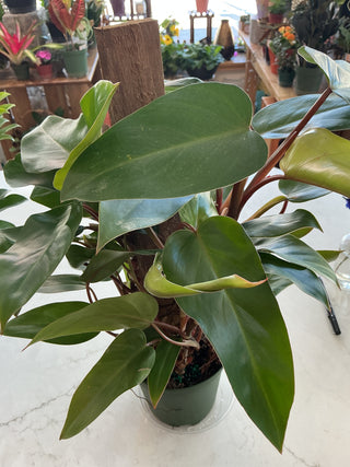 Philodendron ‘Hybrid’ - 6” plant