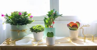 4 inch White Minimalist Pot with Saucer - Pot for Houseplant