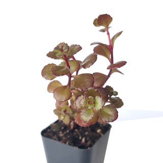 Dragon's Blood Sedum - Halloween Plant Decor - 2/4 inch Pot: 2 inch