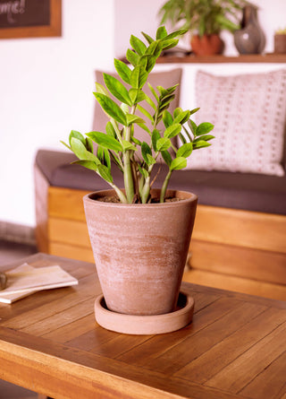 Concrete-washed Terracotta Planter (Large): With drainage plate