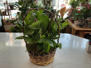 8" Wicker Dish Garden