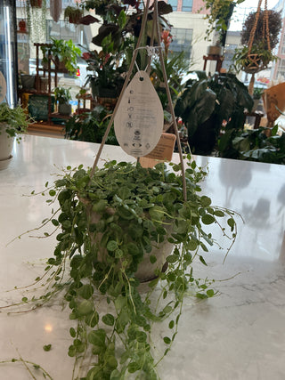 String of Turtles - 4.5" Hanging Plant