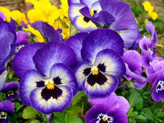 Pansy - 10” plant (hanging basket)