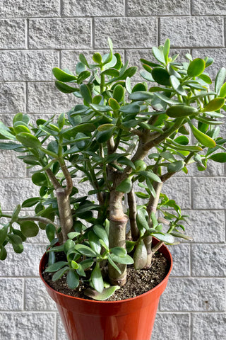 Jade Stump - 10” Succulent Plant