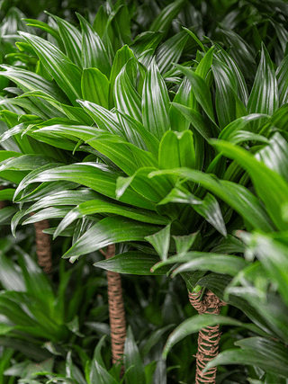 Dracaena assorted - 3” Plant