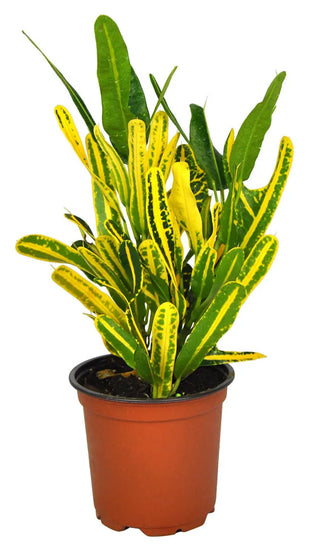 Croton ‘Banana’ - 6” plant
