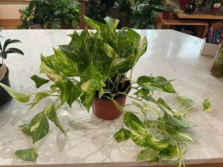 Pothos 'Marble Queen' - 6” plant