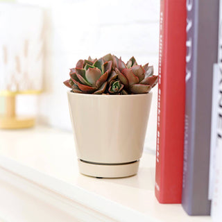 6 inch Oatmeal Pot with Drainage Hole - Pot for Houseplants