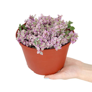 Callisia repens f. variegata 'Pink Lady' Plant 2/4/6 inch: 4 inch