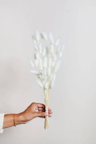 Preserved White Bunny Tail
