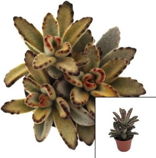 Panda Plant -Chocolate Soldier’ - 4” succulent plant
