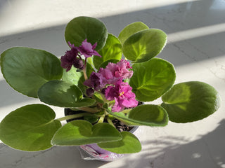 4” African Violet