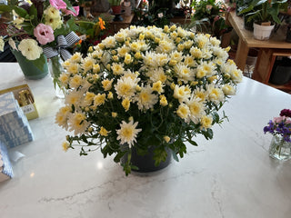 White Mum 6’