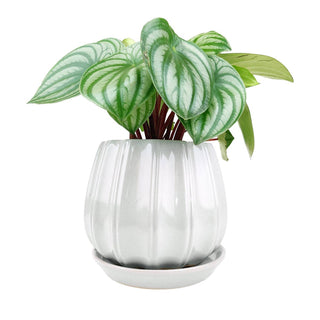 6" Grey Ceramic Contour Planter with Drainage Hole & Saucer