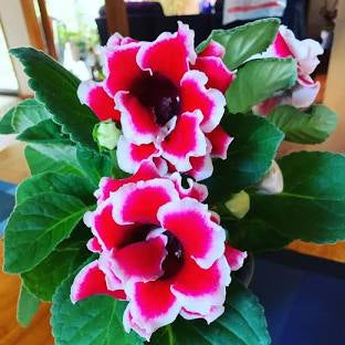 Gloxinia - 4” plant