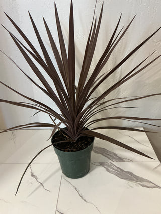 Cordyline 6”