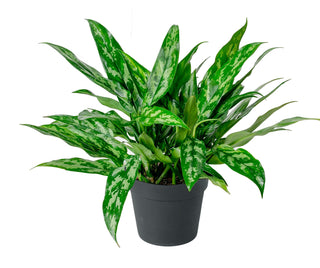 Aglaonema Maria - 6” plant