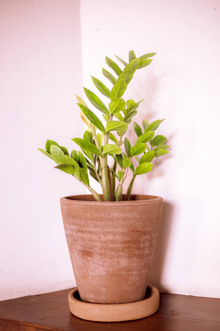 Concrete-washed Terracotta Planter (Large): With drainage plate