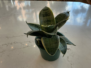 Sansevieria ‘variegated’ - 4” plant