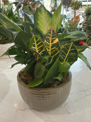 8" Ceramic Dish Garden