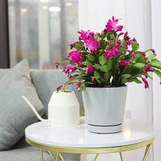 6 inch Gray Minimalist Pot with Saucer - Pot for Houseplants