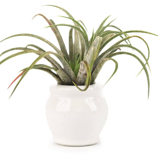 Rotund White Glazed Ceramic Mini Pot, Air Plant Holder