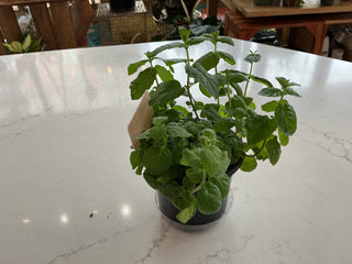 Mint Plant 4”