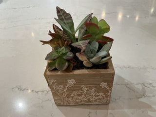 Succulent Garden 4” Square