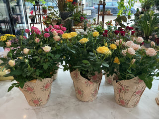 Rose Bush 6”