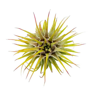 Live Ionantha Guatemala Air Plant 2.5" Wide or Tall