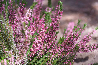 Calluna Heather - 4” plant