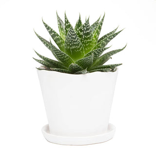 Tika Ceramic Pots and Planters