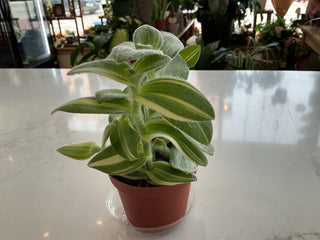 Tradescantia Velvet Stripe 4”