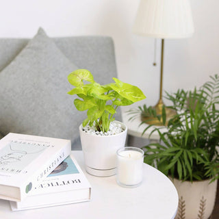 4 inch White Minimalist Pot with Saucer - Pot for Houseplant
