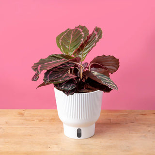 Calathea ‘Dottie’ - 4” plant