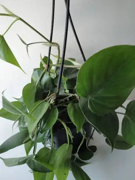Philodendron ‘Heartleaf’ - 8” plant
