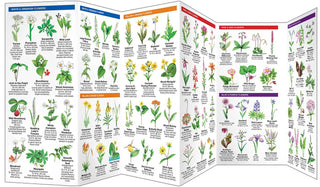 Wisconsin Trees & Wildflowers by James Kavanagh: Pamphlets; 12 pages / English
