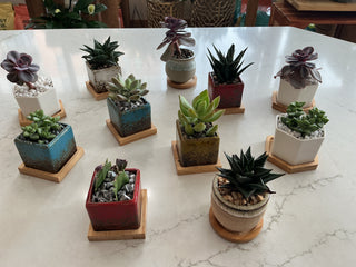 Succulent 2” Pot