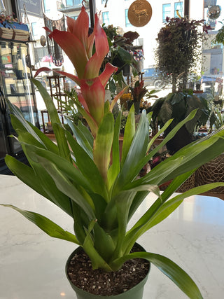 Bromeliad - 6” plant