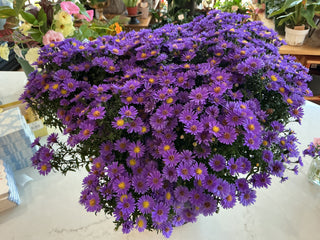 Purple Aster